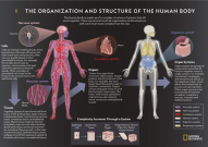 私密人体图,人体艺术之美与内涵